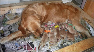 Maxie and her 11 pups